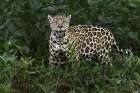 Jaguar along the river banks of Cuiaba River, Pantanal, Brazil. Art Print